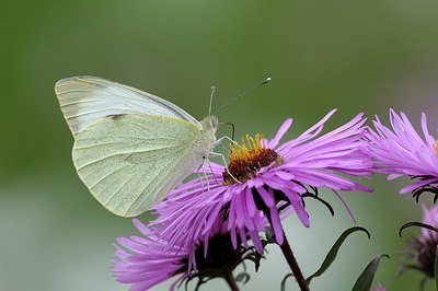 BUITEN BEELD Foto: 185398