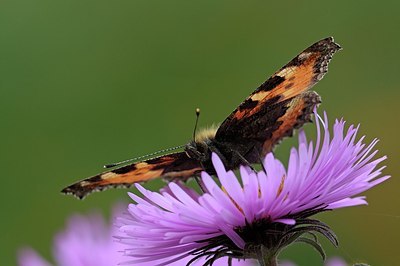 BUITEN BEELD Foto: 185399