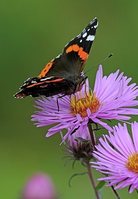 BUITEN BEELD Foto: 185418