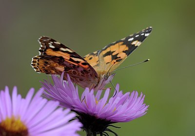 BUITEN BEELD Foto: 185425