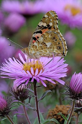 BUITEN BEELD Foto: 185426