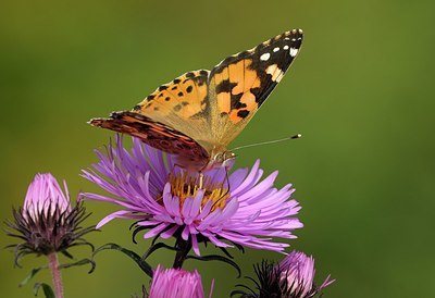 BUITEN BEELD Foto: 185427