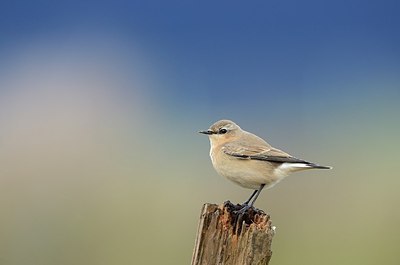 BUITEN BEELD Foto: 185433