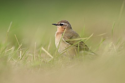 BUITEN BEELD Foto: 185436