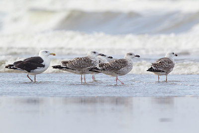BUITEN BEELD Foto: 185454