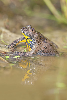 BUITEN BEELD Foto: 185509