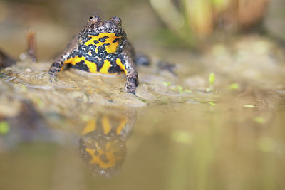 BUITEN BEELD Foto: 185536