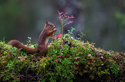 BUITEN BEELD Foto: 185551