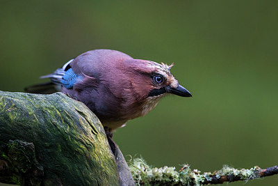 BUITEN BEELD Foto: 185558