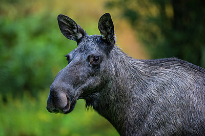 BUITEN BEELD Foto: 185564