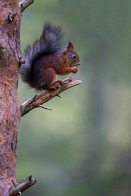 BUITEN BEELD Foto: 185565