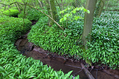 BUITEN BEELD Foto: 185582