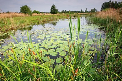 BUITEN BEELD Foto: 185583