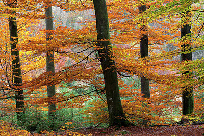 BUITEN BEELD Foto: 185592