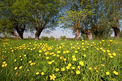 BUITEN BEELD Foto: 185611