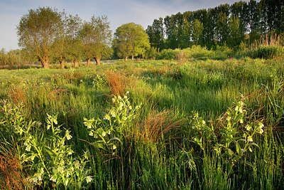 BUITEN BEELD Foto: 185625