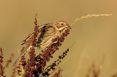 BUITEN BEELD Foto: 185637