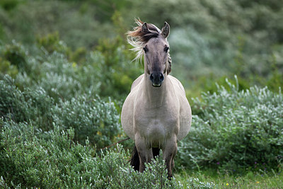 BUITEN BEELD Foto: 185638