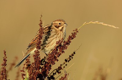 BUITEN BEELD Foto: 185641