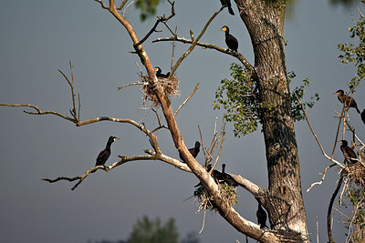 BUITEN BEELD Foto: 185642