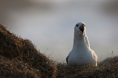 BUITEN BEELD Foto: 185645