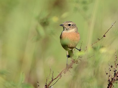 BUITEN BEELD Foto: 185662