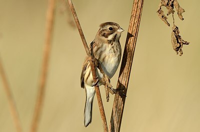 BUITEN BEELD Foto: 185670