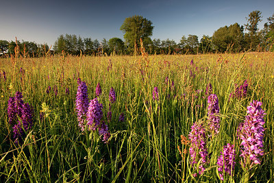 BUITEN BEELD Foto: 185702