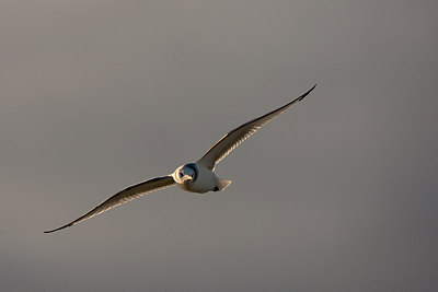 BUITEN BEELD Foto: 185719