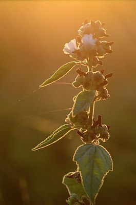 BUITEN BEELD Foto: 185721