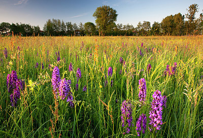 BUITEN BEELD Foto: 185726