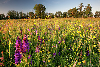 BUITEN BEELD Foto: 185739