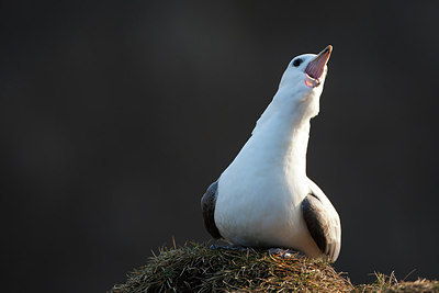 BUITEN BEELD Foto: 185745