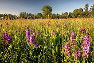 BUITEN BEELD Foto: 185753