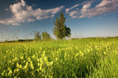 BUITEN BEELD Foto: 185755