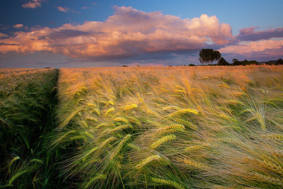 BUITEN BEELD Foto: 185780