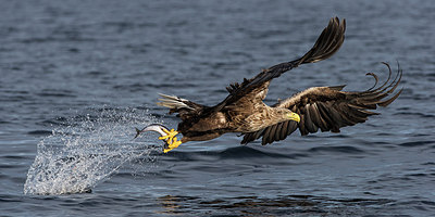 BUITEN BEELD Foto: 185839