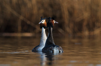 BUITEN BEELD Foto: 185845