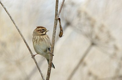 BUITEN BEELD Foto: 185865