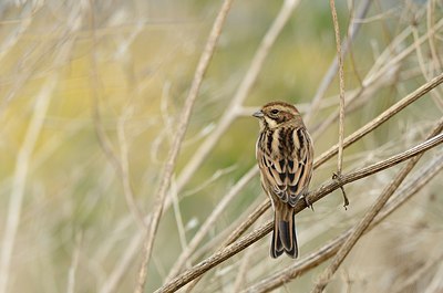 BUITEN BEELD Foto: 185867