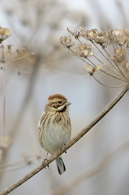 BUITEN BEELD Foto: 185869