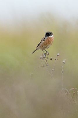 BUITEN BEELD Foto: 185870