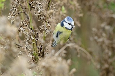 BUITEN BEELD Foto: 185871