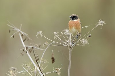 BUITEN BEELD Foto: 185872
