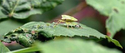 BUITEN BEELD Foto: 185943