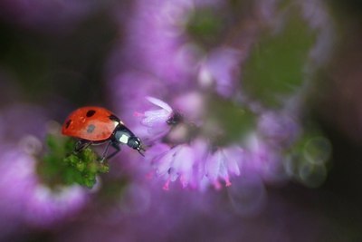 BUITEN BEELD Foto: 185946