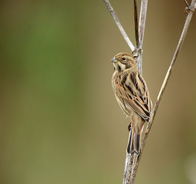 BUITEN BEELD Foto: 185958