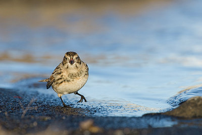 BUITEN BEELD Foto: 185992