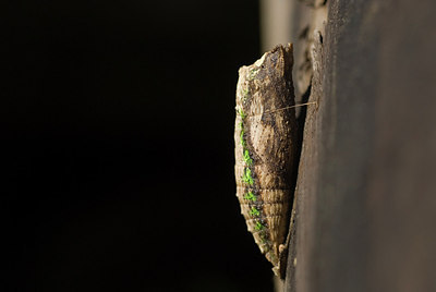 BUITEN BEELD Foto: 186006