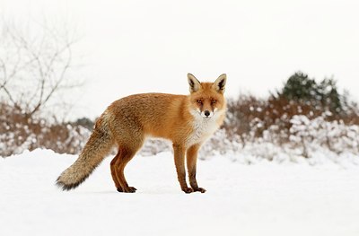 BUITEN BEELD Foto: 186020